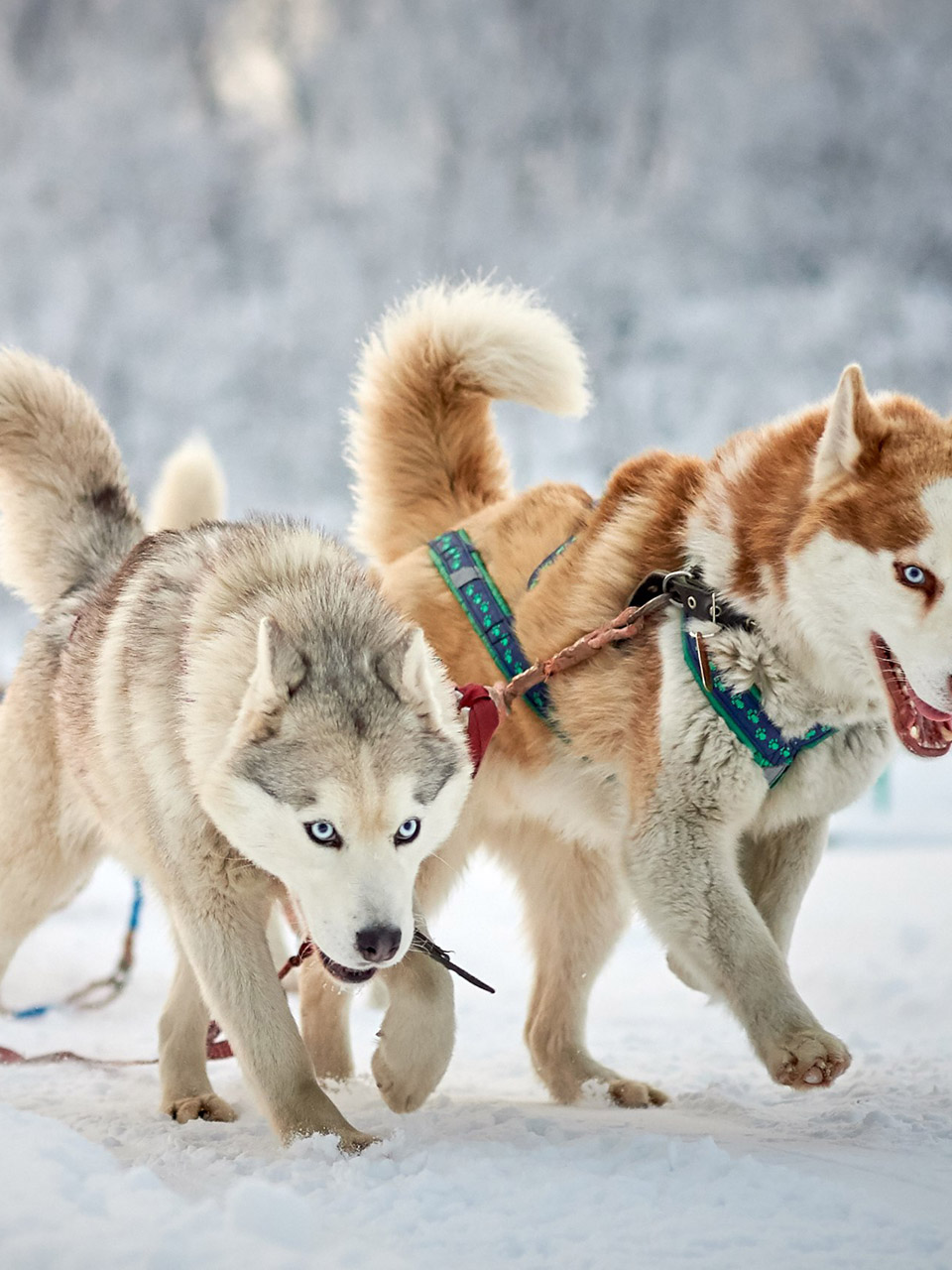 Размещение гостей на мероприятиях